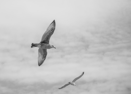 seagulls-098399-edited.jpg